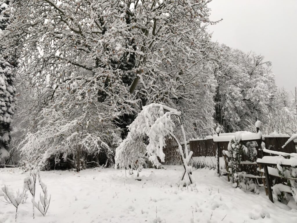Waldgarten Winter