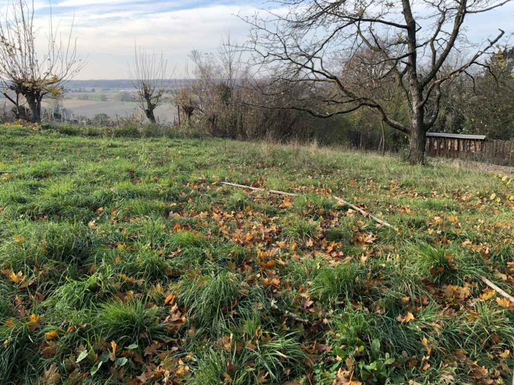 Waldgarten Wiese